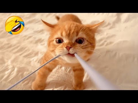 You Laugh You Lose π
Best Funny Cats and Dogs Videos πΉπΆ Part 11