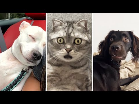 Best Funny Cat and Dog Fails #2 | Try Not To Laugh 2026