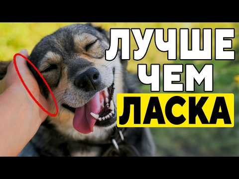 15 Things Your Dog LOVES MORE Than Petting!