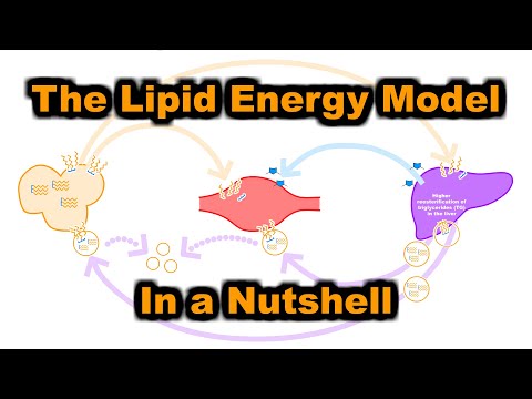 The Lipid Energy Model in a Nutshell