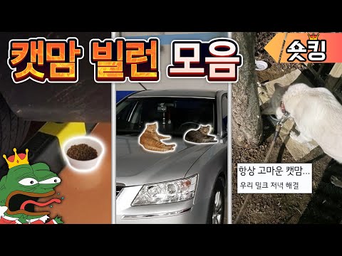 고양이를 끔찍이도 사랑하는 캣맘들 - [숏킹]