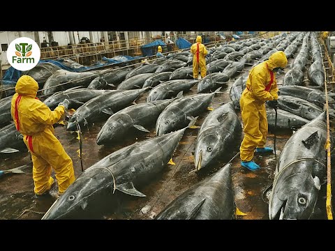 How Korean Fish Farmers Raise Millions of Bluefin Tuna Every Year | Agricultural Documentary