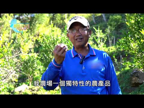 【南投仁愛】高山原生香檬 吳國賓堅持自然農法|有機無毒 | 有機無毒 | 328 | #美麗心台灣