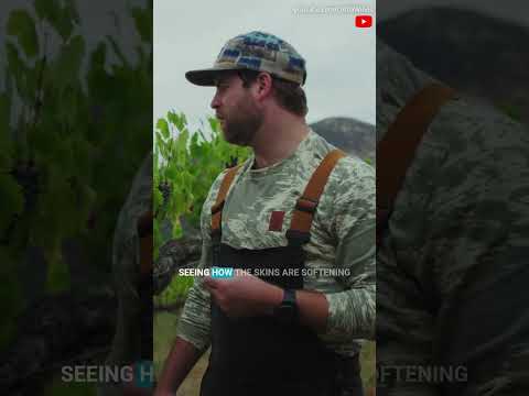 How do you test grapes for harvest in the Vineyard?