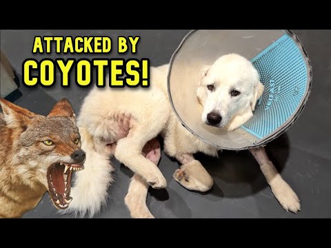 I Can't Believe She Made It Through This! (Attack)