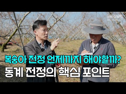 복숭아 전정 언제까지 해야할까? 동계전정의 핵심 포인트