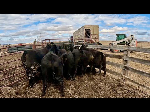 Load Em Up and Ship Em Out! (Selling Calves)