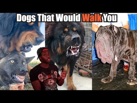 Dogs That Will Send You to DOG Backwards