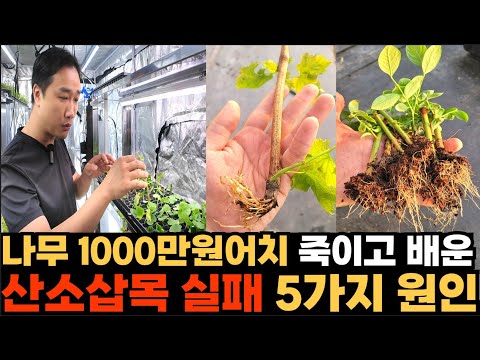 산소삽목 실패 5가지 이유, 1000만원어치 나무 죽이고 배웠습니다.