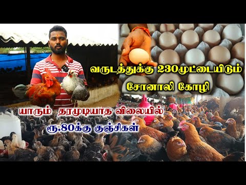 யாரும்  தரமுடியாத விலையில் ரூ.80க்கு சோனாலி கோழி | வருடத்திற்கு 230 முட்டைகள் | Sonali Kozhi Valarpu