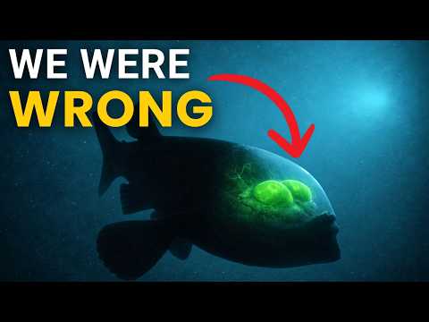 Why This Deep-Sea Fish Has a Transparent Head
