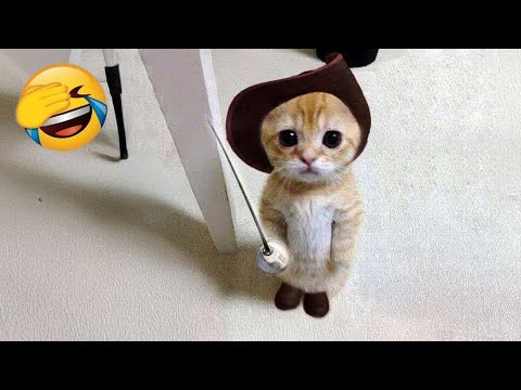 Videos De Risa De Animales 2025 - Perros y Gatos Chistosos - Videos De Animales Graciosos #34