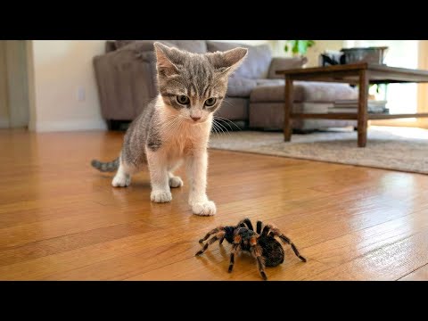 Crazy Cats vs Wild Animals 😹 | You Can’t Stop Laughing – Chaos Moments 2026