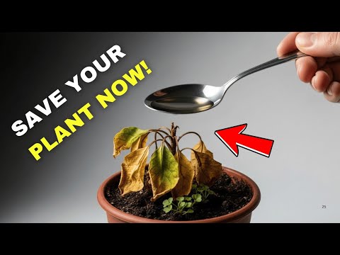 How to Revive Any Dying Plant With This Simple Trick (Works Every Time!)