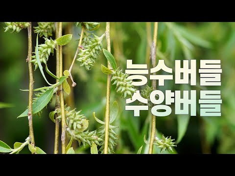 능수버들과 수양버들의 구분법을 아세요?