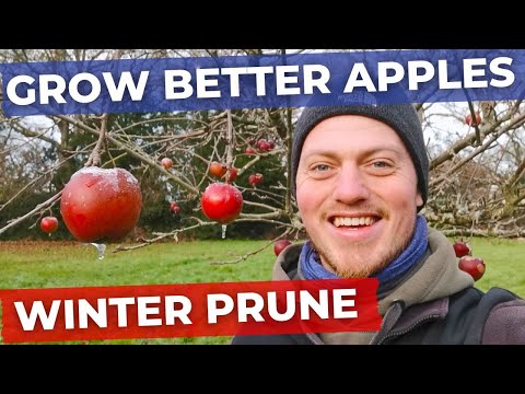 How to Prune Apple Trees in Winter | Full in Depth Tutorial