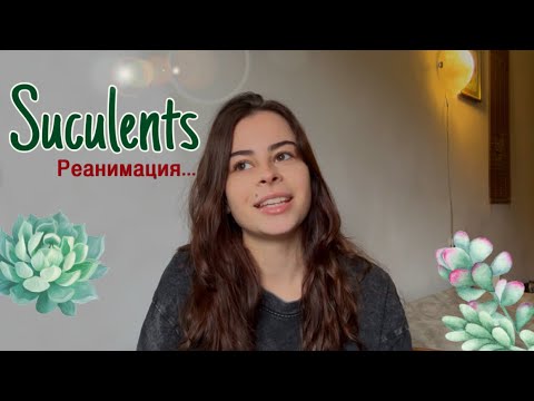 Они просили Помощи | Мои мысли и Сукуленты 🤐 