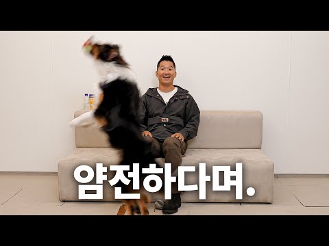 Is it because my headbanging won’t stop? T.T | Dog Encyclopedia Australian Shepherd Episode