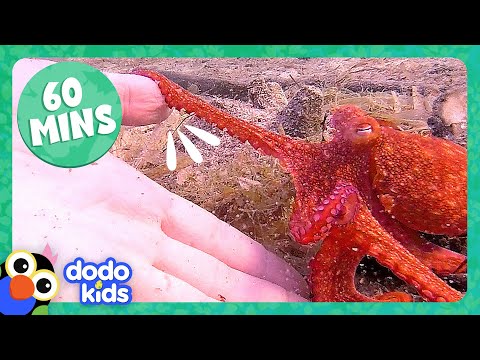 60 Minutes Of Animals Splishing And Splashing! | Dodo Kids | 1 Hour Of Animal Videos
