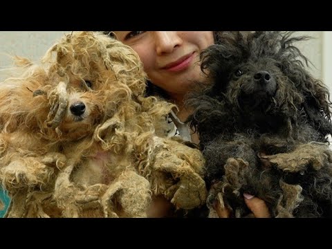 [재능기부]산속 구조된 누더기푸들..얼마나 덥고 무거웠을까요😭(feat.갑옷벗기기)