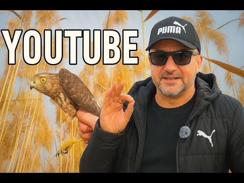 Catching goldfinches, siskins, and longfinches and predator attacks