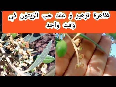 نوارة أشجار الزيتون و عقد حب الزيتون في وقت واحد ظاهرة غريبة تعرفها أشجار الزيتون هذه السنة 2024