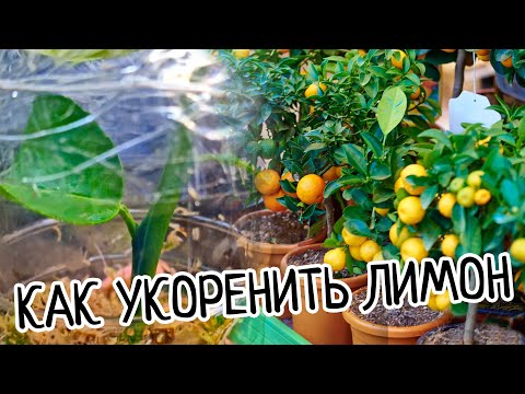 How to root a lemon tree? This is the best and most effective way to grow cuttings! High survival...