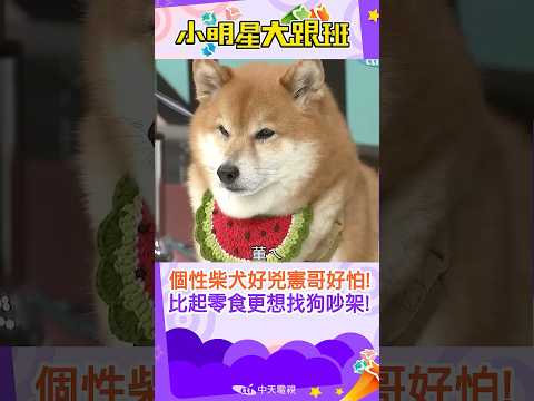 #shorts 個性柴犬好兇憲哥好怕!!比起零食更想找狗吵架!! | 柴犬.毛小孩.寵物@我愛小明星大跟班