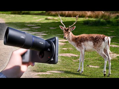Vivo X200 Ultra Photography Kit - Shooting wildlife with the Zeiss Teleconverter