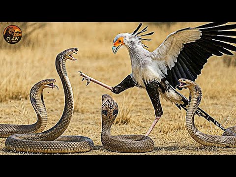 The Deadly War of Venomous Snakes – Ultimate Predators in the Wild | Nature Documentar