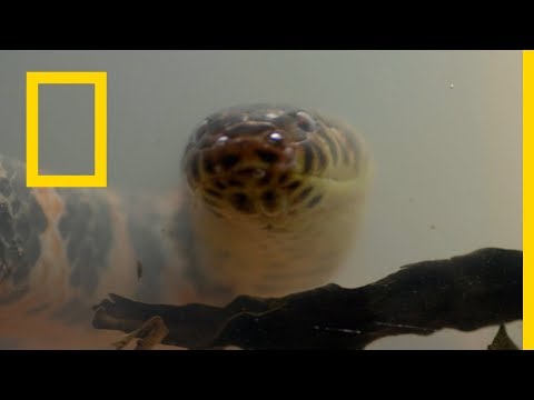 الموت قبل بزوغ الفجر: مخلوقات المستنقع | ناشونال جيوغرافيك أبوظبي