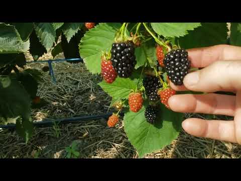 Обзор сортов ежевики Бжезина, Небеса и Вошито.