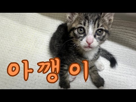 강아지만 키우던 사람이 냥줍을 해버리면..?