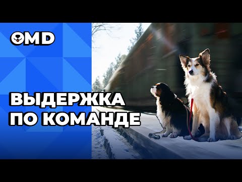 Ошибки в обучении выдержки по команде 🎙️ Научить собаку ждать