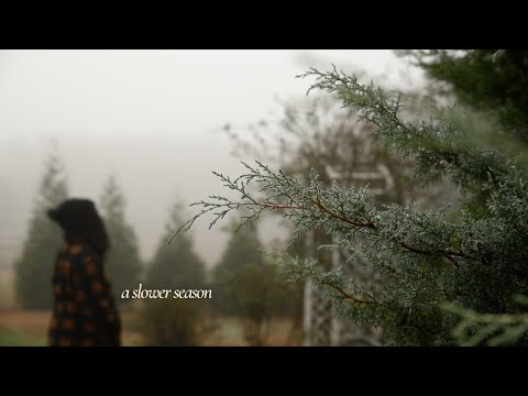 life among plants | winter fog, a seed clean-out, and thoughtful plantings