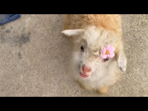 An Orphaned Lamb Raised by Three Dogs — She Found a Loving Home