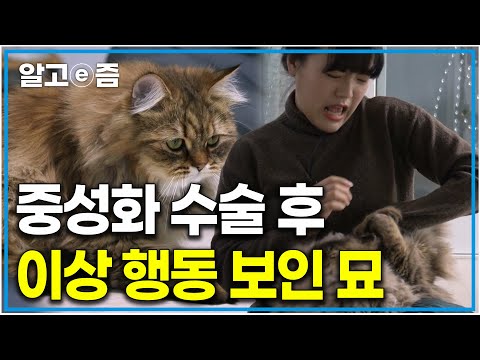 사람 정말 좋아하고…애굣덩어리 고양이인데… 어느 순간부터 엄청난 입질을 보이는 고양이와 상처 치료될 날 없는 보호자들｜고양이를 부탁해｜알고e즘