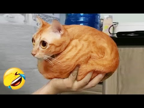 Nuevos clips de perros y gatos más divertidos de 2025 😻🐶Intenta no reírte 🤣 Parte 2