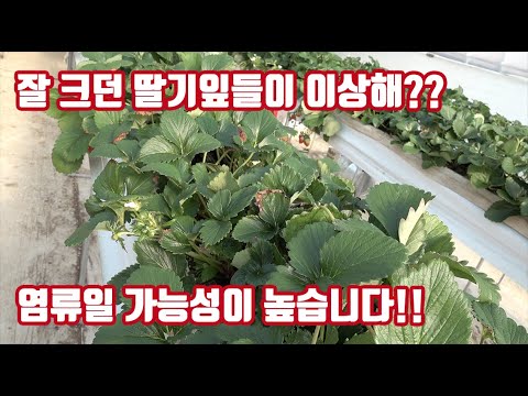 딸기 잎이 탄다고? 팁번현상도 있다고? 칼슘제 친다고??? 해결이 되셨나요?