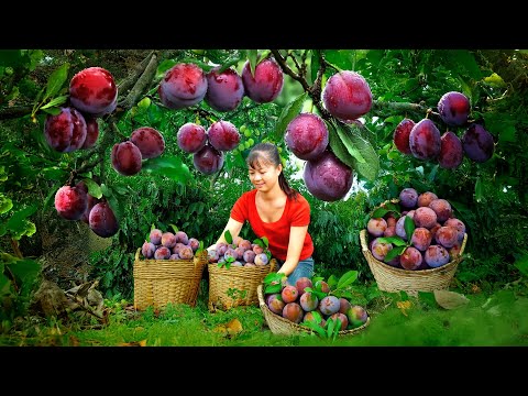 Harvesting Plums to Sell at the Market, Then Shopping at the Supermarket | Phuong Harvest Life