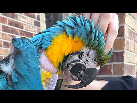 Rescue bird's heartwarming response when touched