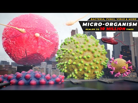 Microbe size at 10 Million times Scale | if Micro live become 10 million times bigger