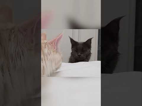 Paws #mainecoon #cat #jaws