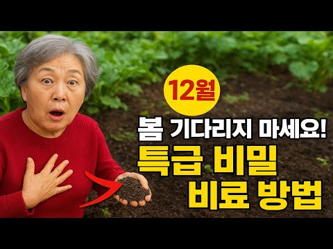 봄 기다리지 마세요! 12월에 쓰는 특급 비밀 비료 방법, 모든 작물이 폭풍 성장합니다!