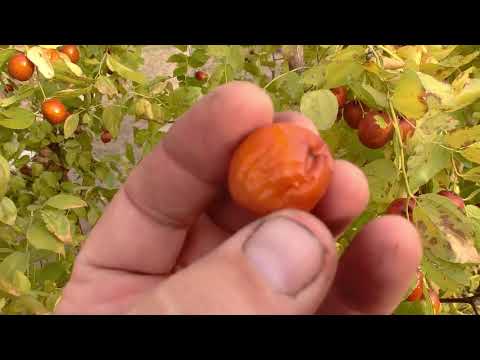 Собираем урожай. Зизифус, унаби, китайский финик, жожоба