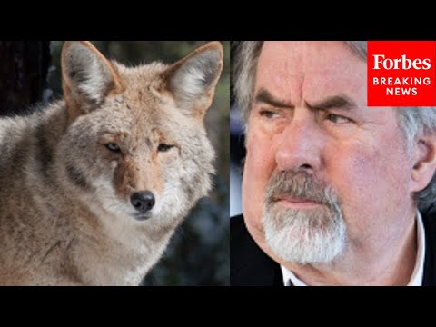 'The Wolves Are More Protected Than The President': Doug LaMalfa Bemoans Wolf Protections Under ESA
