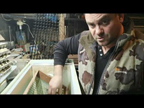 Quail incubation mode, WITHOUT WATER, you will always have a lot of chicks)) 👍👍👍👍