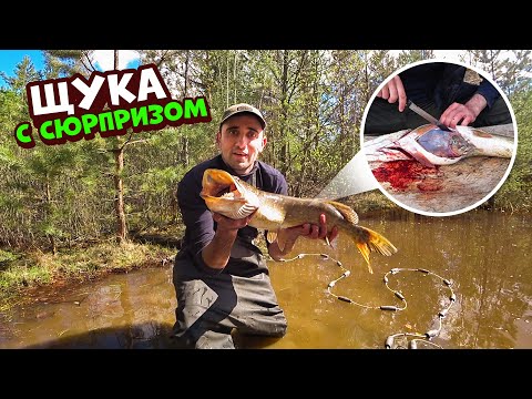 Щука с сюрпризом. Ловля неводом. Жареная щука