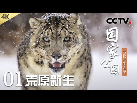 【4K】快来动物学前班，围观小雪豹、小藏狐的“成长第一课”！“羊羊护卫队”上线，藏羚羊迁徙路上竟有“保镖”护送？《国家公园——万物共生之境》第1集 荒原新生 | CCTV「国家公园——万物共生之境」