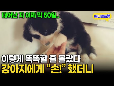 방금 태어난 강쥐에게 손 달라고 했더니 I KBS 동물극장 단짝 230107 방송
